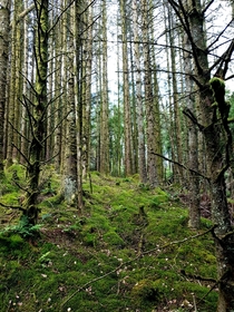 Coed Y Brenin Forest North Wales   x 