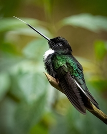 Collared Inca Hummingbird 
