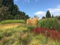 Collection of different grass types in Vancouver Botanical garden- my favorite place there 