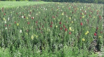 Color Flower field