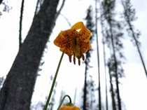 Columbia Lily Lilium columbianum British Columbia Canada 