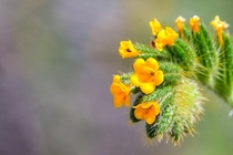 Common fiddleneck Amsinckia menziesii from Painted Hills Oregon