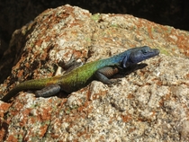 Common flat lizard Platysaurus intermedius rhodesianus 