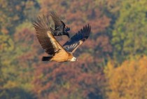Common Raven Corvus corax and Griffon Vulture Gyps fulvus 