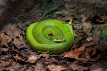 Common Tree Snake Dendrelaphis punctulata aka Australian Tree Snake  x  