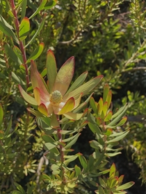 Conebush Leucadendron sp - The flower is small The petals are modified leaves