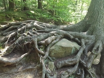 Cool tree I found Allegany State Park Thunder Rocks NY 