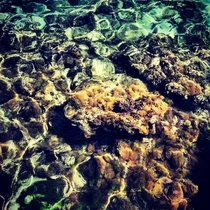 Corals in Jamaica  - Instagram visitblueplanet