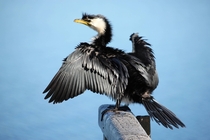 Cormorant drying its wings 