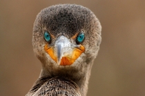 Cormorant Phalacrocorax melanoleucos 