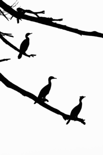 Cormorants x