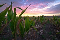 Cornfield I took this at sunrise in southern WI x