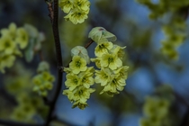 Corylopsis sinensis hazel flowers 