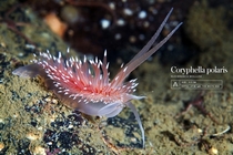 Coryphella polaris 