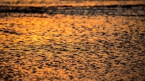 Costa Rica sunsets  water glorious Playa Flamingo CR OC TheWavePlace