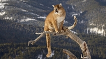 Cougar on a branch