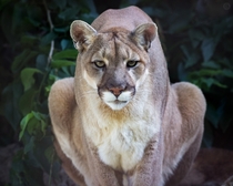 Cougar Puma concolor 