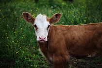 Cow Bos taurus 