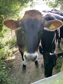 Cow friend in Hampshire UK