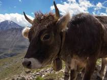 Cow in the Oetztal Alps  X-Post from rpics