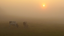 Cows in the fog by Jolanta Kolinko 