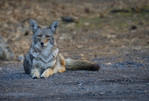 Coyote Canis latrans relaxing in Yosemite Valley 