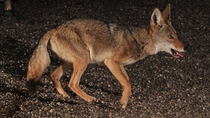 Coyote in my backyard