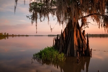 Cpress tree in South Carolinas ACE Basin by Vincent J Musi 