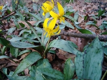 Crappy shot with a crappy camera phone but I happened upon a patch of trout lilies doin their thing