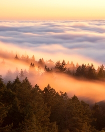 Crazy Fog flow at Sunset Mt Tamalpais State Park California