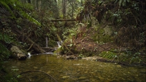 Creek at the Sunshine Coast British Columbia 