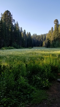 Crescent Meadow Sequoia National Park  x