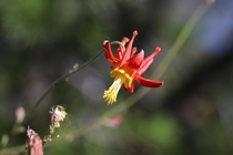 Crimson Columbine Aquilegia formosa Humboldt-Toiyabe National Forest California 