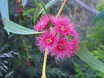 Crimson Mallee flowering in Jerusalem botanic gardens Eucalyptus lansdowneana oc