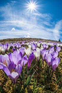 Crocus blooming time in southern Germany 