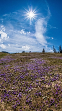 Crocus blossom colors the alpine meadows in southern Germany 