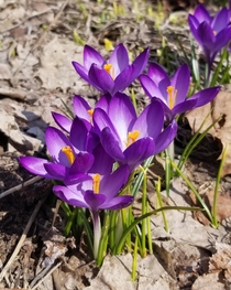 Crocuses popping up in Michigan 