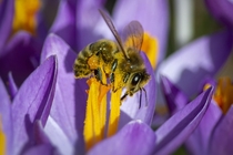 Crocuses visited by a bee 