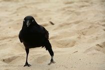 Crow Corvus 