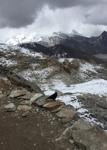 Crow with yellow beak at Rengo-pass Everest region Nepal x 
