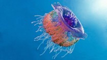 Crown Horned Jellyfish x
