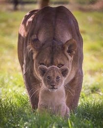 Cub and mum Panthera leo