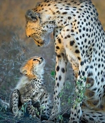 Cub very attentive to her Mother Cheetah