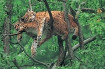 Cuddling lynx x-post from rawwducational 