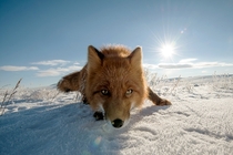 Curious Vulpes Vulpes in Chukotka Russia  Photo by Ivan Kyslov