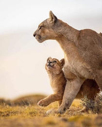 Cute cub with mom