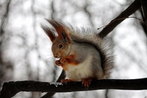 Cute squirrel on a tree 
