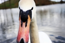 CYGNUS OLOR- The Mute Swan Caption This Guy