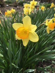 Daffodil in garden at work last Spring so ready for Spring OC 