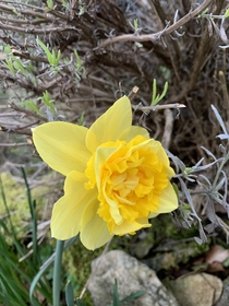 Daffodil in my garden